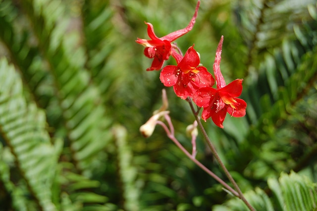 Delphinium cardinale