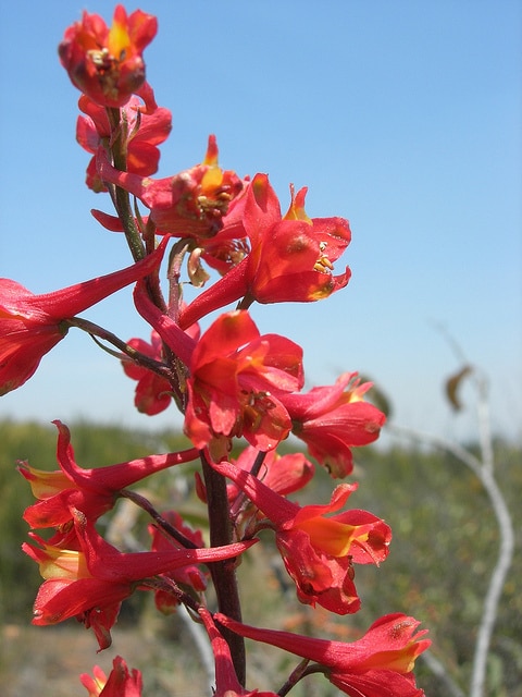 Delphinium cardinale