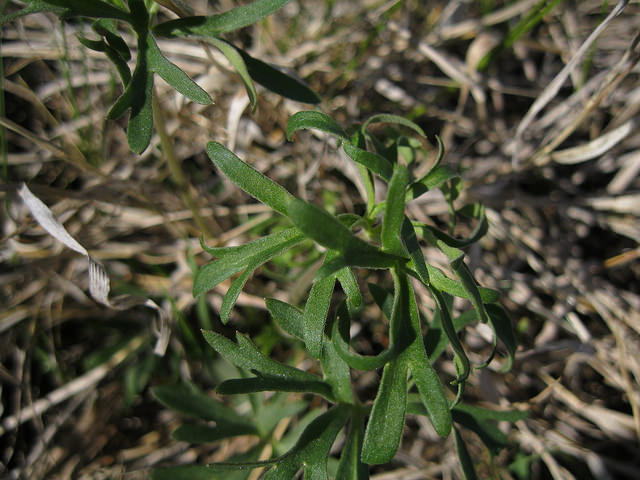 Delphinium carolinianum (Delphinium carolinianum)