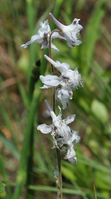 Delphinium carolinianum