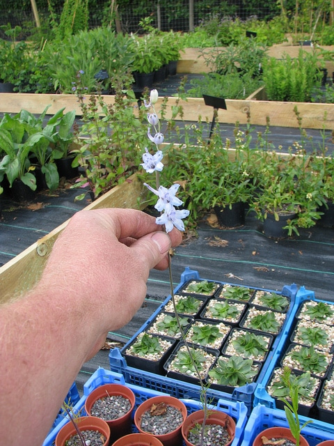 Delphinium carolinianum