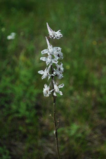 Delphinium carolinianum