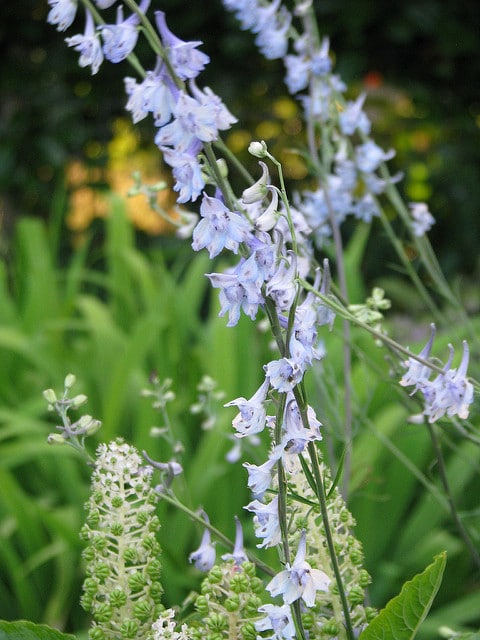 Delphinium carolinianum