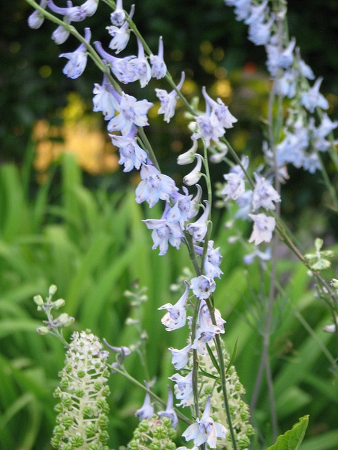 Delphinium carolinianum