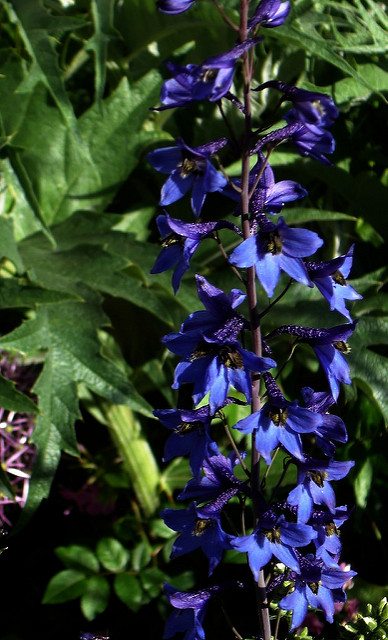 Dauphinelle élevée