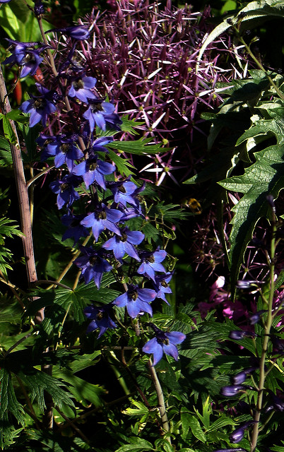 Dauphinelle élevée