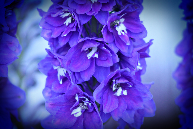 Dauphinelle élevée