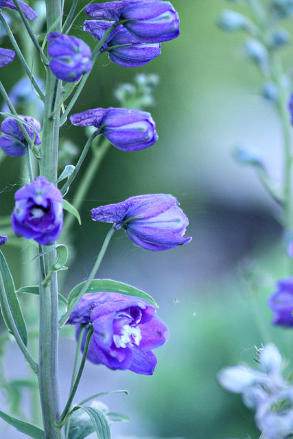 Dauphinelle élevée