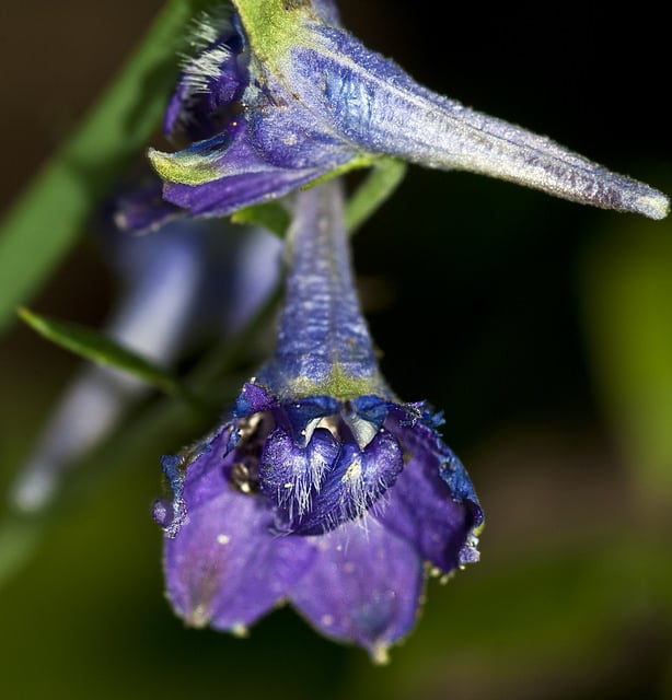 Delphinium exaltatum (Delphinium exaltatum)