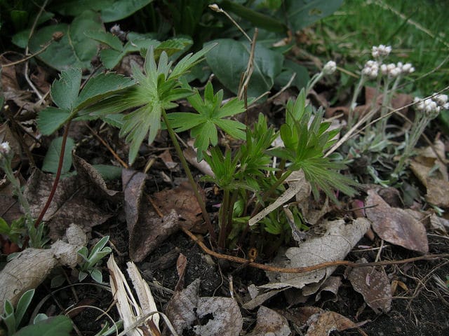 Delphinium exaltatum