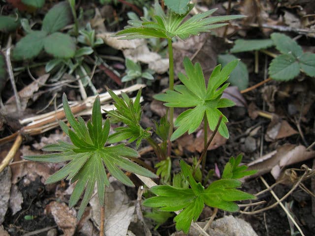 Delphinium exaltatum