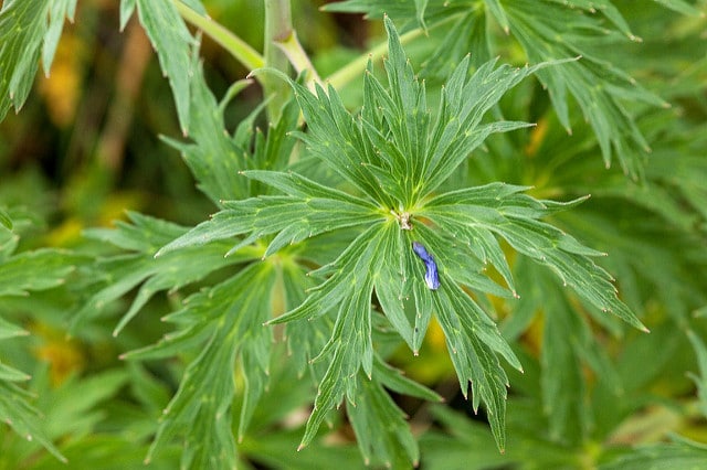 Delphinium geraniifolium