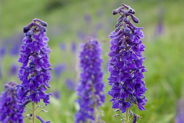 Delphinium geraniifolium