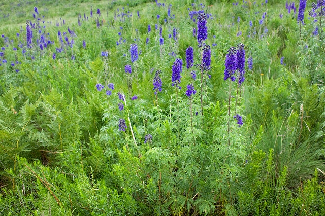 Delphinium geraniifolium (Delphinium geraniifolium)