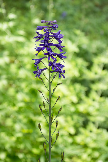 Delphinium glaucum (Delphinium glaucum)