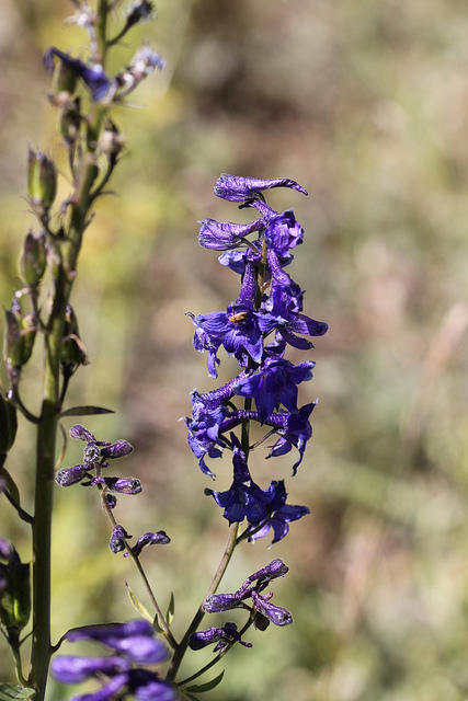 Delphinium glaucum
