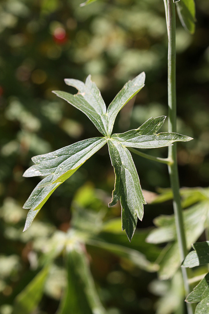 Delphinium glaucum