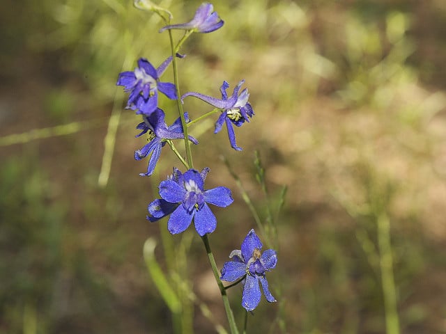 Delphinium gracilentum (Delphinium gracilentum)