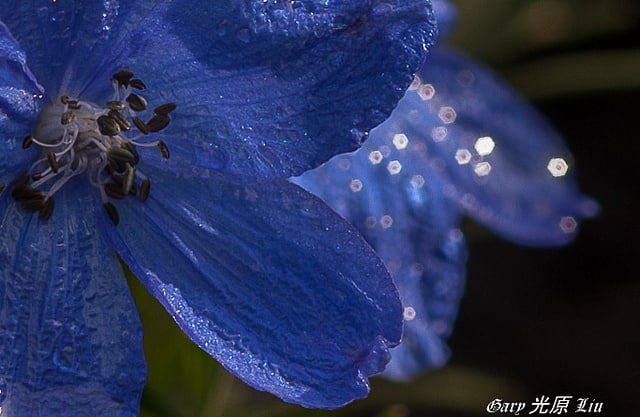 Delphinium de chine