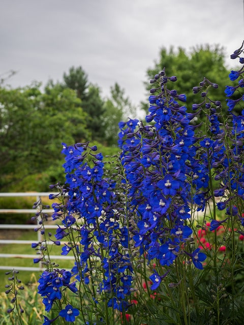 Delphinium de chine