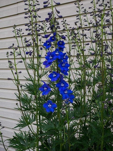 Delphinium de chine