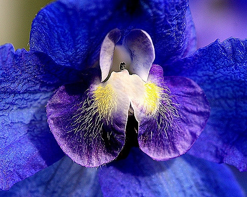 Delphinium de chine