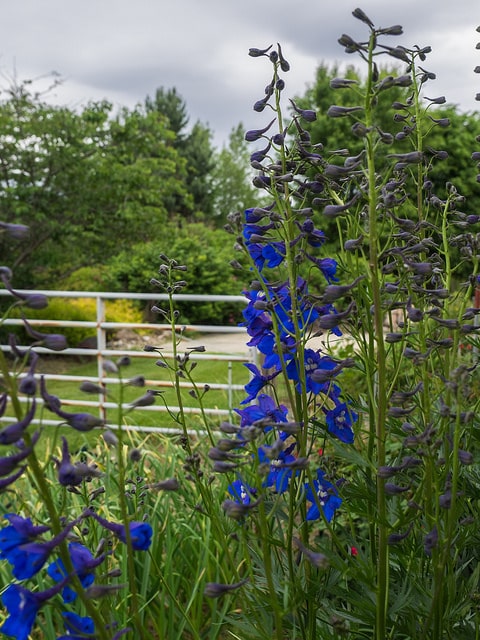 Delphinium de chine