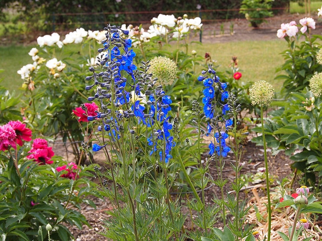 Delphinium de chine (Delphinium grandiflorum)
