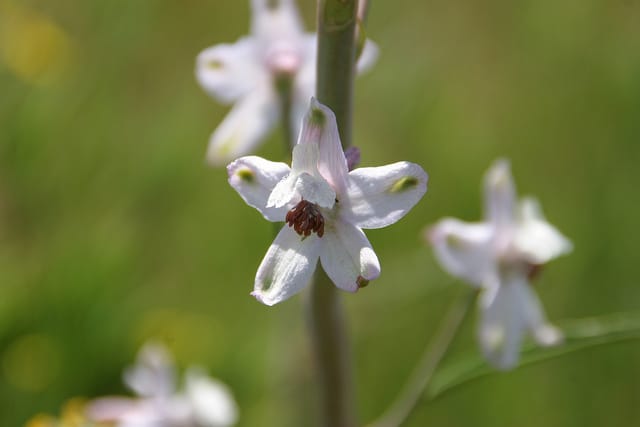 Delphinium gypsophilum