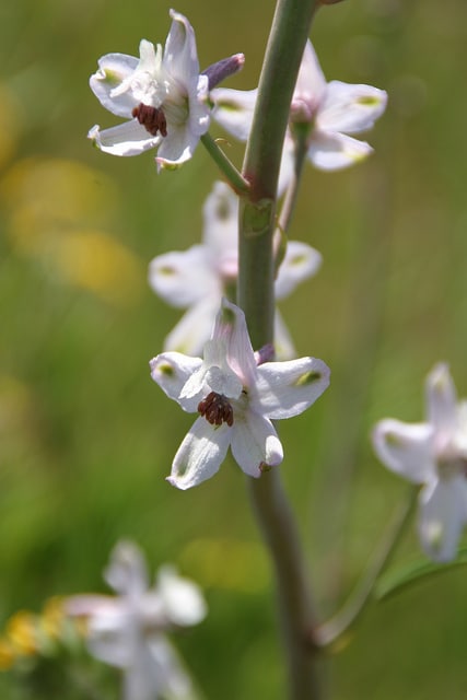 Delphinium gypsophilum
