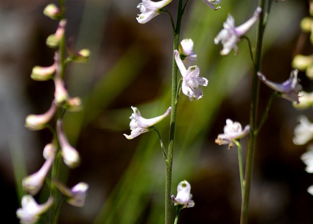 Delphinium hansenii