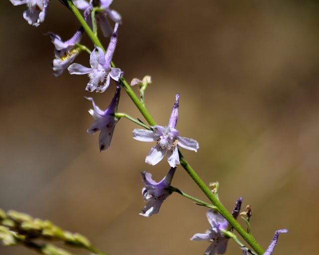 Delphinium hansenii