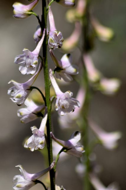 Delphinium hansenii