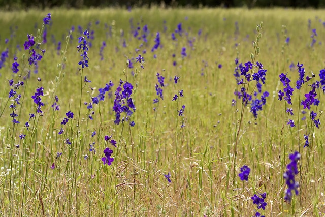 Delphinium hansenii