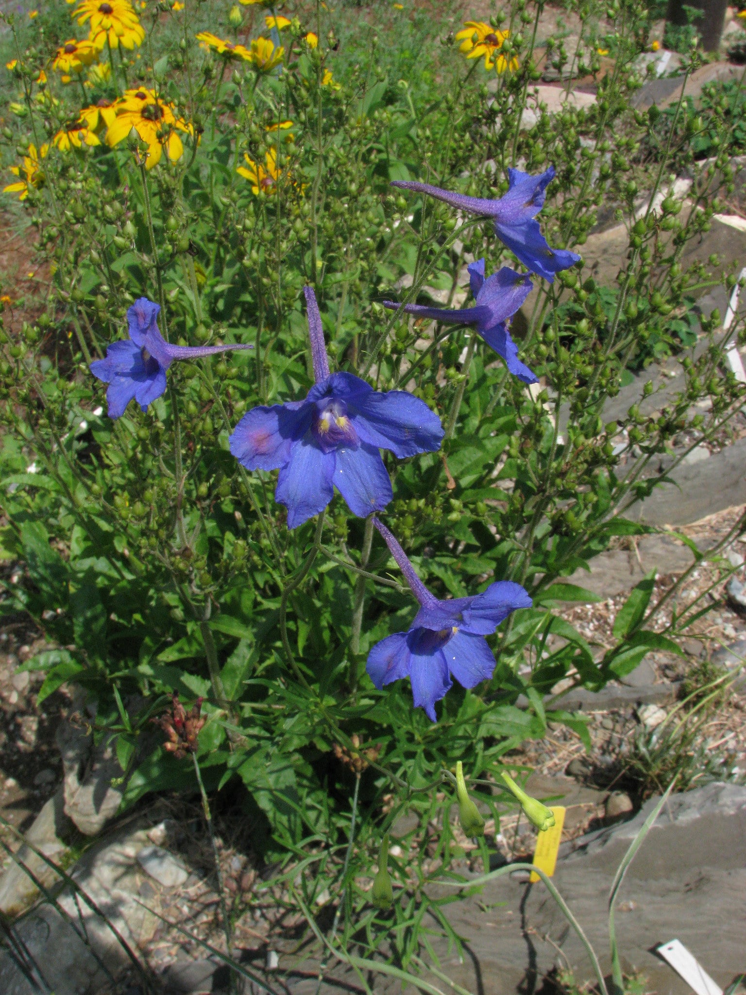 Delphinium likiangense (Delphinium likiangense)