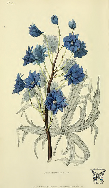 Delphinium menziesii (Delphinium menziesii)