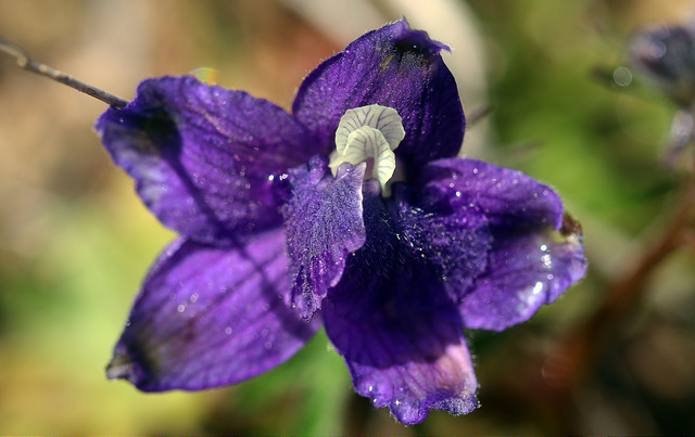 Delphinium menziesii