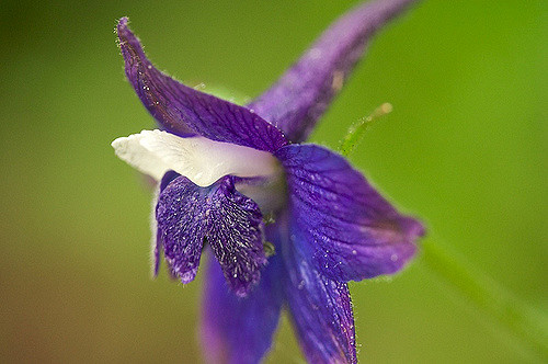Delphinium menziesii