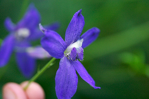 Delphinium menziesii