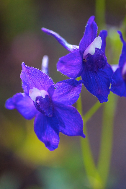 Delphinium menziesii
