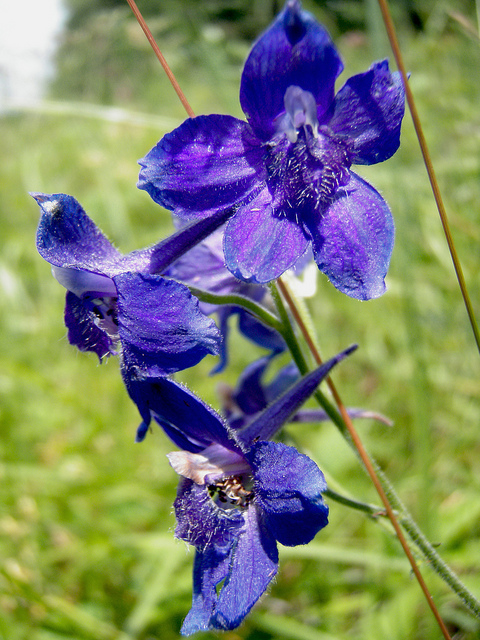 Delphinium menziesii