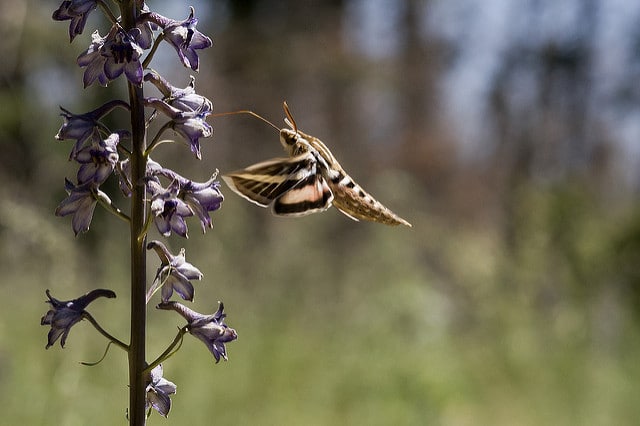Delphinium novomexicanum