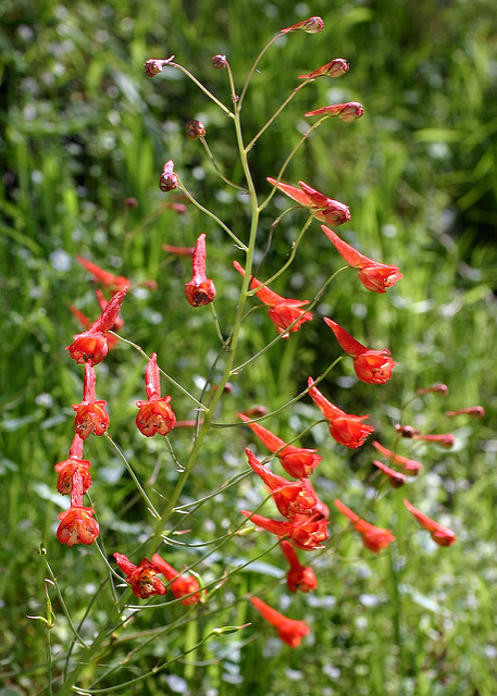 Delphinium nudicaule
