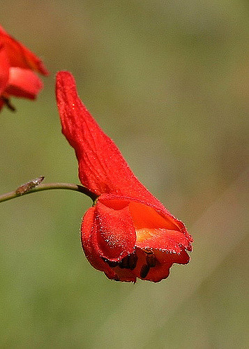 Delphinium nudicaule