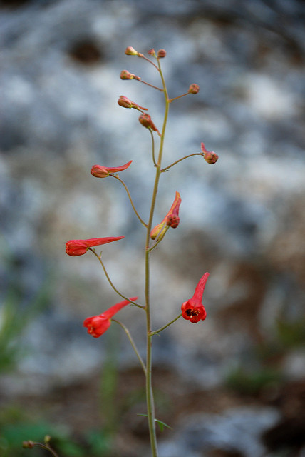 Delphinium nudicaule