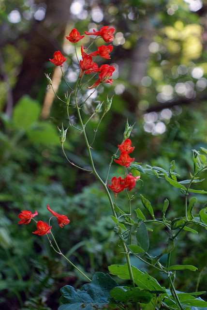 Delphinium nudicaule