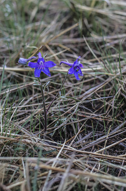 Delphinium nuttallianum (Delphinium nuttallianum)
