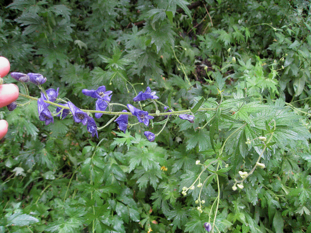 Delphinium nuttallianum