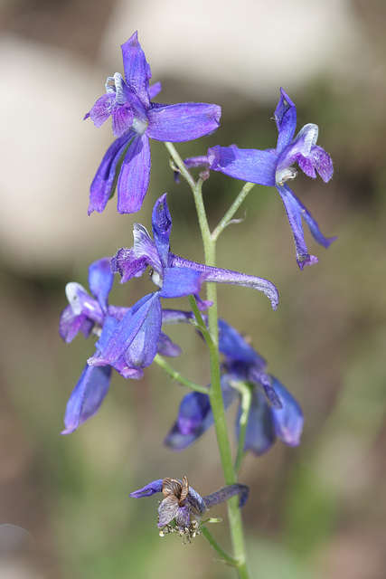Delphinium nuttallianum