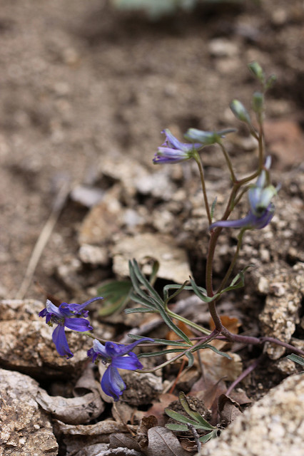 Delphinium nuttallianum